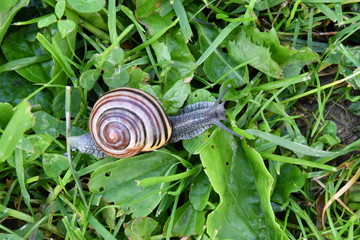 snails  walking on the grass