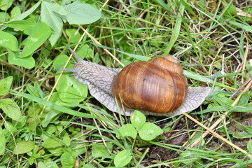 snails  walking on the grass