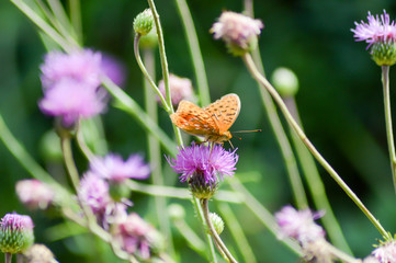 Orange butterfly posed on mauve flowers