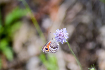 Orange butterfly posed on mauve flowe