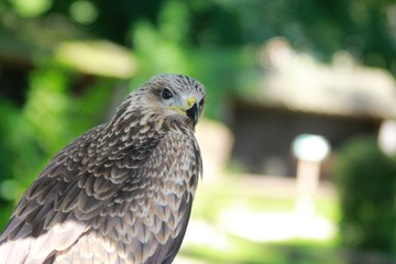 Close-up of a hawk's face