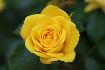 黄色い薔薇