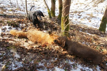 Black and red dachshunds bite fox on hunt