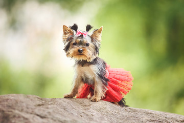 Lovely puppy Yorkshire Terrier small dog with red skirt
