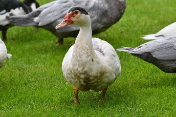 ducks grazing the grass 