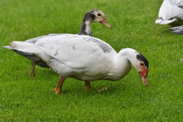 ducks grazing the grass 