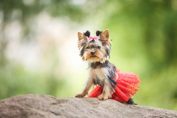 Lovely puppy Yorkshire Terrier small dog with red skirt