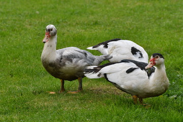 ducks grazing the grass 