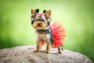 Lovely puppy Yorkshire Terrier small dog with red skirt