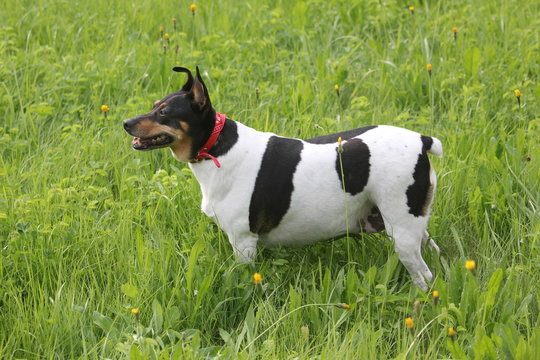 Young dog  on a meadow