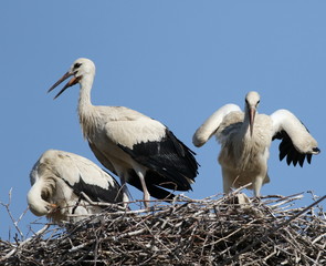 Young white stork in nest, ciconia ciconia 