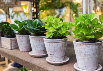 Small herbs in plantation.