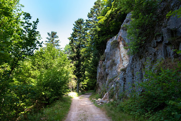 Waldweg zum See in den Vogesen nahe Gaschney