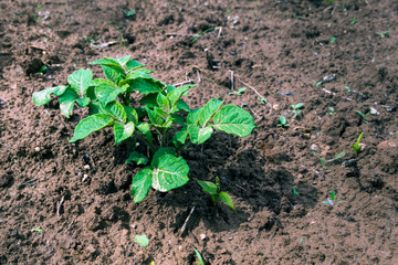 A young potato plant.
Horizontal frame  from above with space for text.Green potato bush on the background of loosened soil on a sunny day
