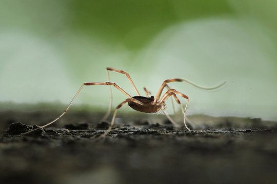Phalangium opilio - spider