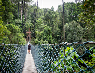 Virgin Rainforest, Ulu Temburong National Park, Brunei - obrazy, fototapety, plakaty