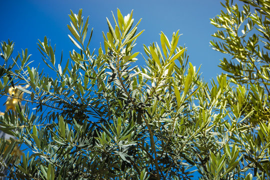 Olive tree as a natural background