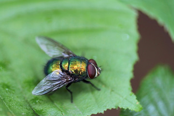 Common green bottle fly (biological name Phaenicia sericata or Lucilia sericata ) - perfect macro details