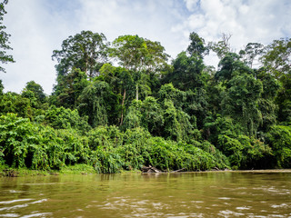 Dense Virgin Rainforest as seen fron boat on Temburong River, Ulu Temburong National Park, Brunei