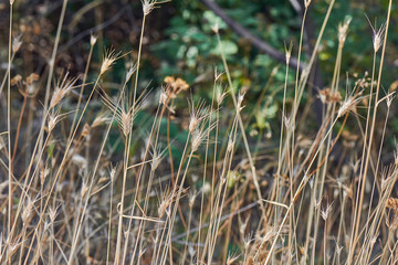 Yellow Dried Foxtail Grass In The Field