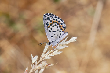 
Beautiful Butterfly With Dots On The Field