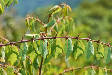 Tree Branch With Leaves And Thorns In Sunny Day 