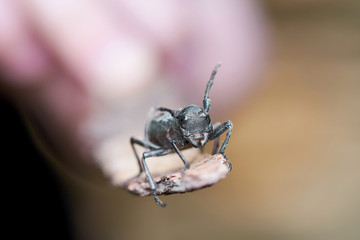 Big Grey Beetle With Black Dots At The Back Macro Shot In Forest