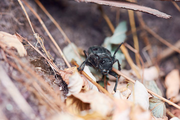 Big Grey Beetle With Black Dots At The Back Macro Shot In Forest