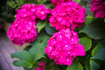 Hydrangea flowers in a garden