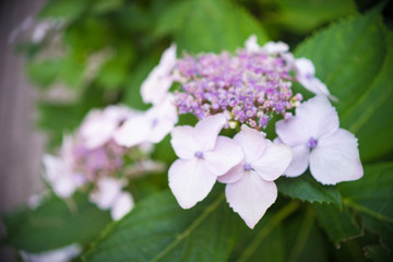 Obraz premium Hydrangea flowers in a garden