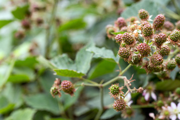 Brombeerstrauch / Brombeeren an einem Strauch in einem Garten