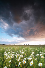 stormy sky over chamomile field