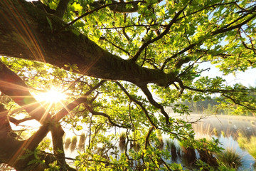 sunshine through oak tree leaves