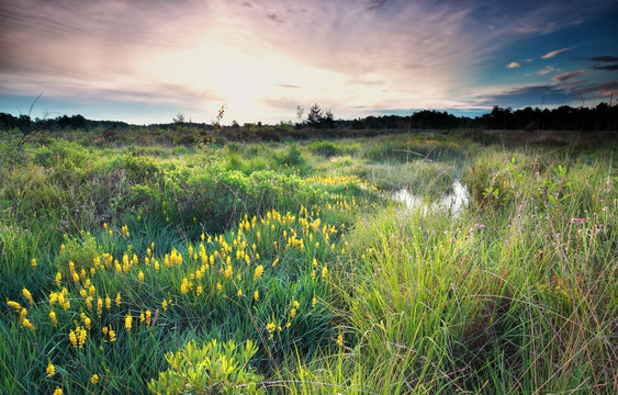 sunrise on wild swamp with bog asphodel bloom