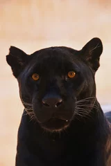 Fotobehang Close-up van portret van zwarte jaguar (Panthera onca) © breakingthewalls
