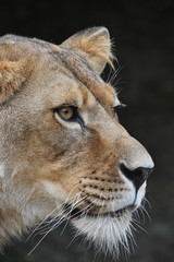 Close up portrait of female African lioness