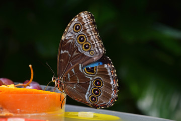 Close up of tropical butterfly eating fruits