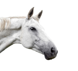 White horse on white background - 163615723