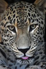 Close up portrait of Amur leopard with tongue