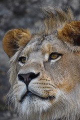 Extreme close up portrait of young African lion