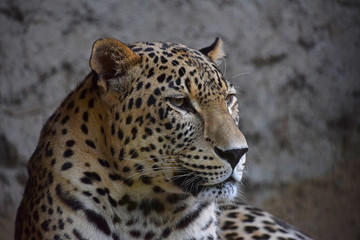 Close up side portrait of Amur leopard over rocks