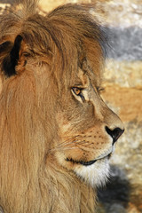 Close up side portrait of male African lion