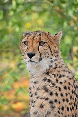 Close up portrait of cheetah
