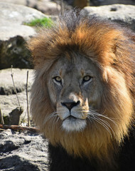 Close up portrait of lion looking at camera