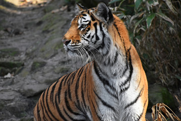 Close up side portrait of Siberian Amur tiger