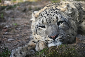 Close up portrait of snow leopard