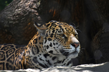 Close up side portrait of jaguar © breakingthewalls