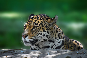 Close up side portrait of jaguar