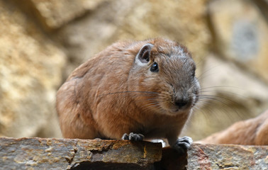 Close up portrait of African Gundi comb rat