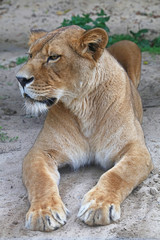 Obraz na płótnie Canvas Close up side portrait of female African lioness